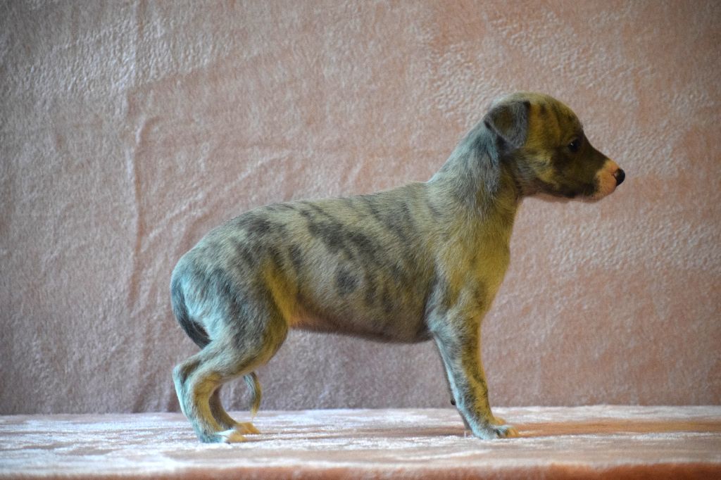 d'Ochretolievaltt - Chiot disponible  - Whippet