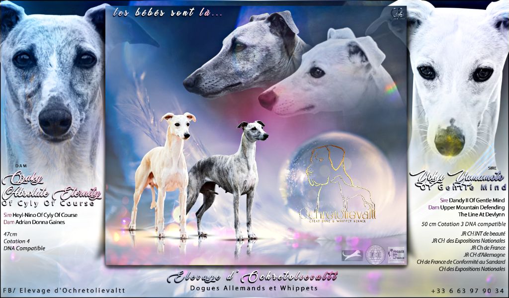 chiot Whippet d'Ochretolievaltt