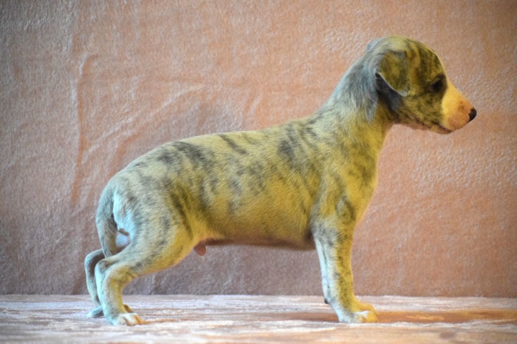 d'Ochretolievaltt - Chiot disponible  - Whippet