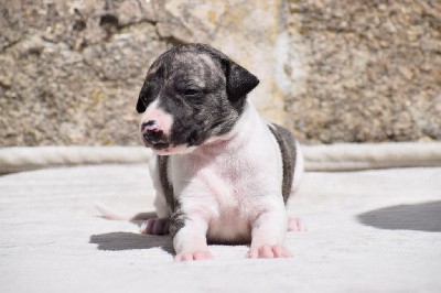 Tendresse d'Ochretolievaltt