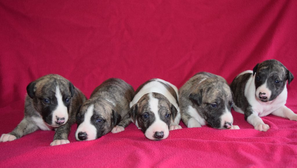 chiot Whippet d'Ochretolievaltt