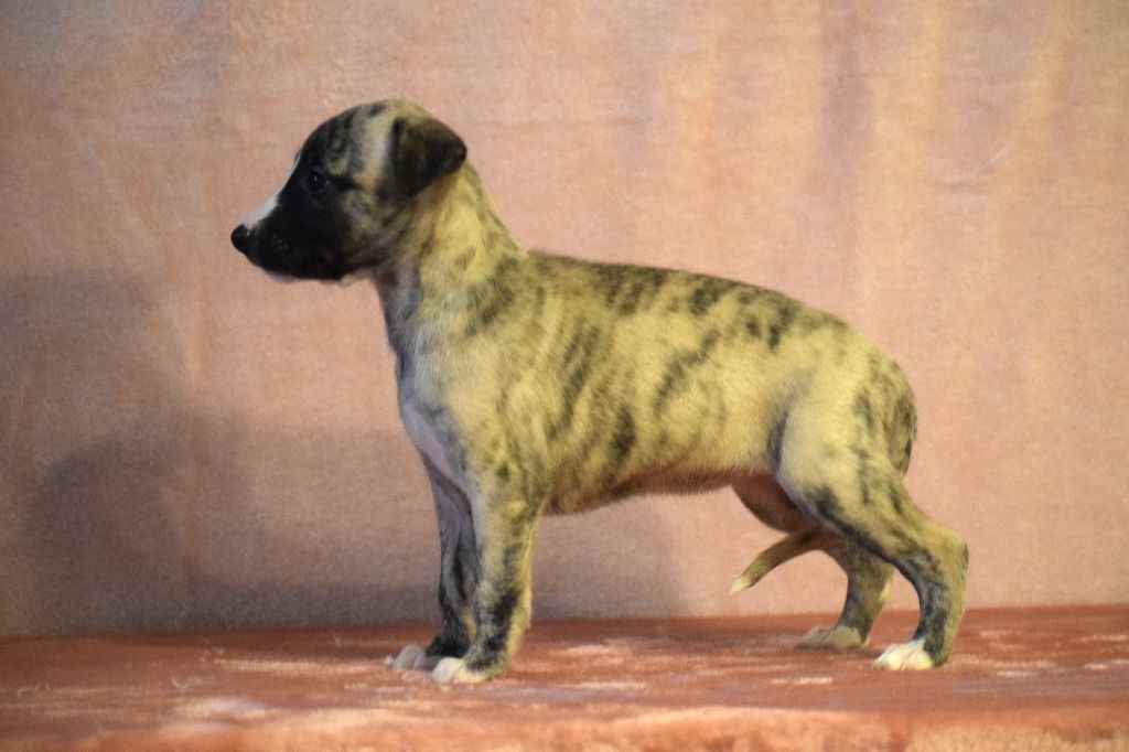 d'Ochretolievaltt - Chiot disponible  - Whippet