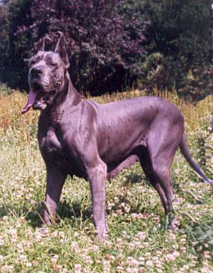 Pacifiqua d'Ochretolievaltt
