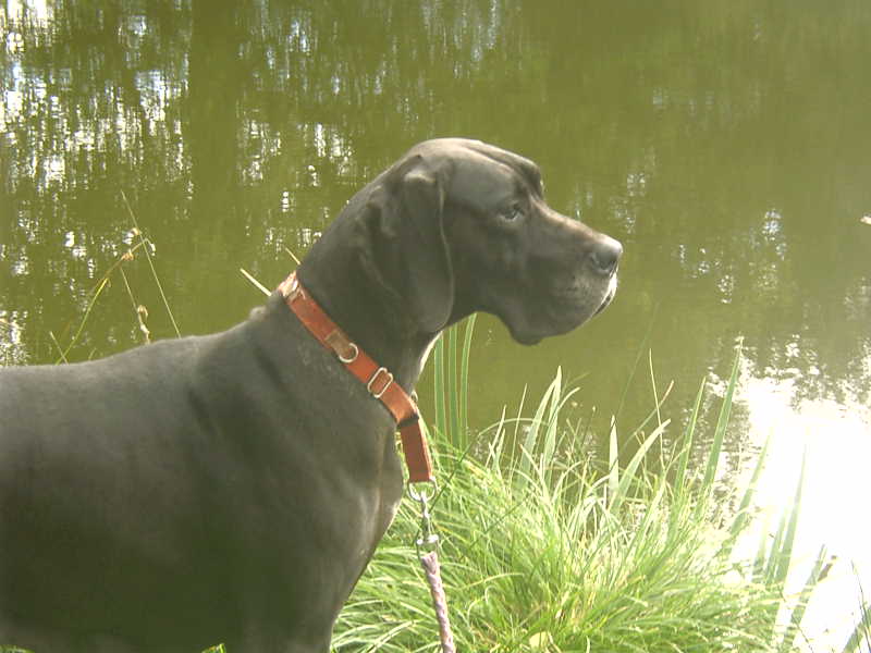 Toupie d'Ochretolievaltt