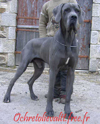 Vic d'Ochretolievaltt