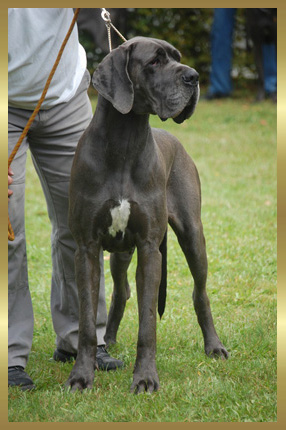 CH. Coeur d'ange d'Ochretolievaltt