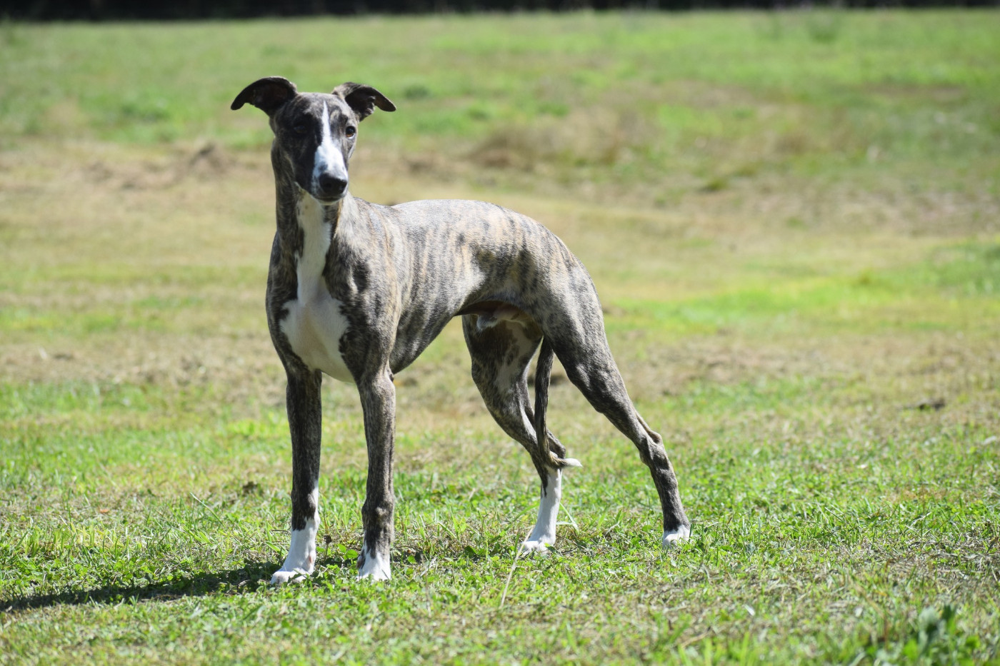 A Notre Histoire d'Ochretolievaltt