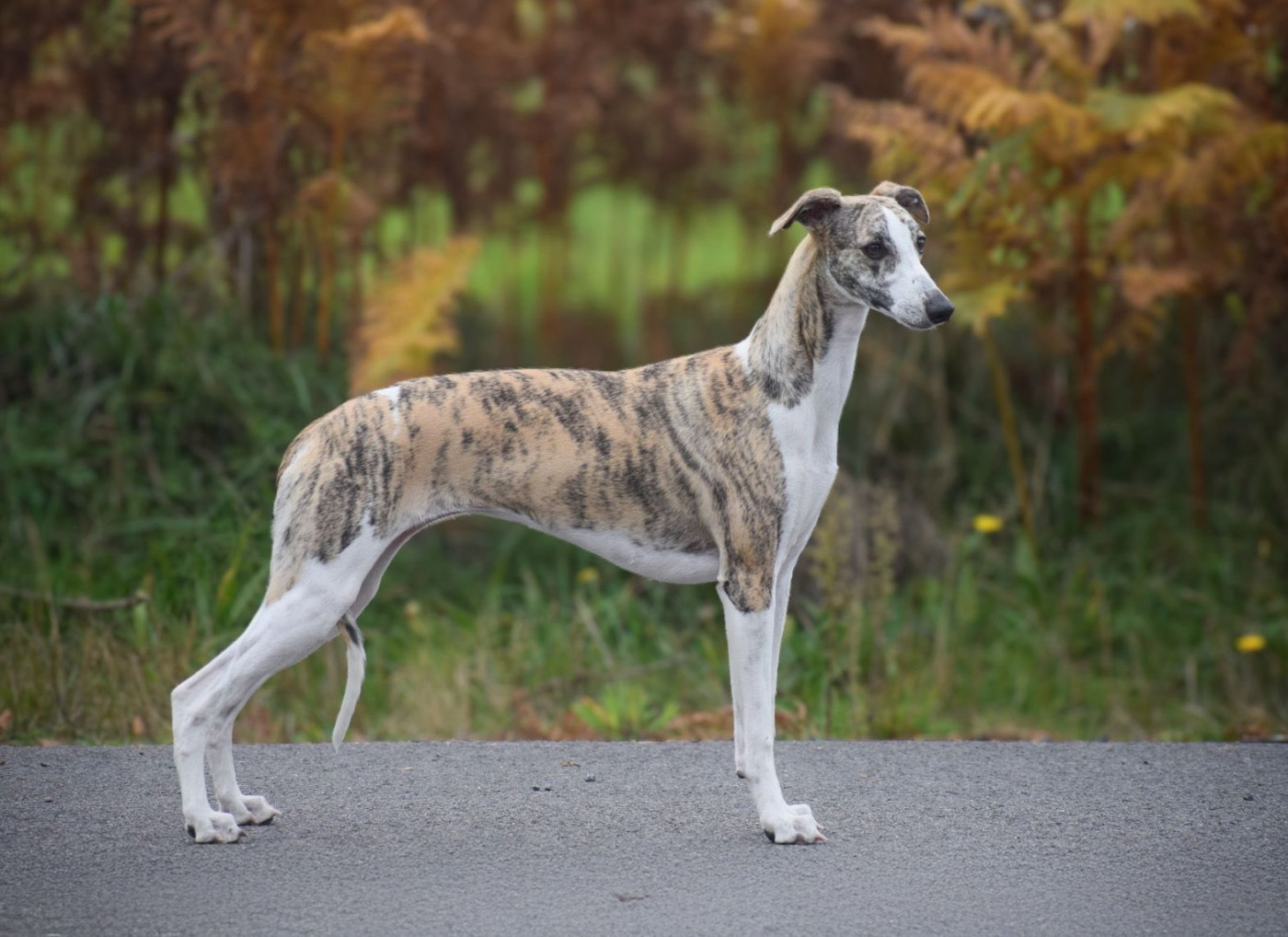 A La Belle Histoire d'Ochretolievaltt