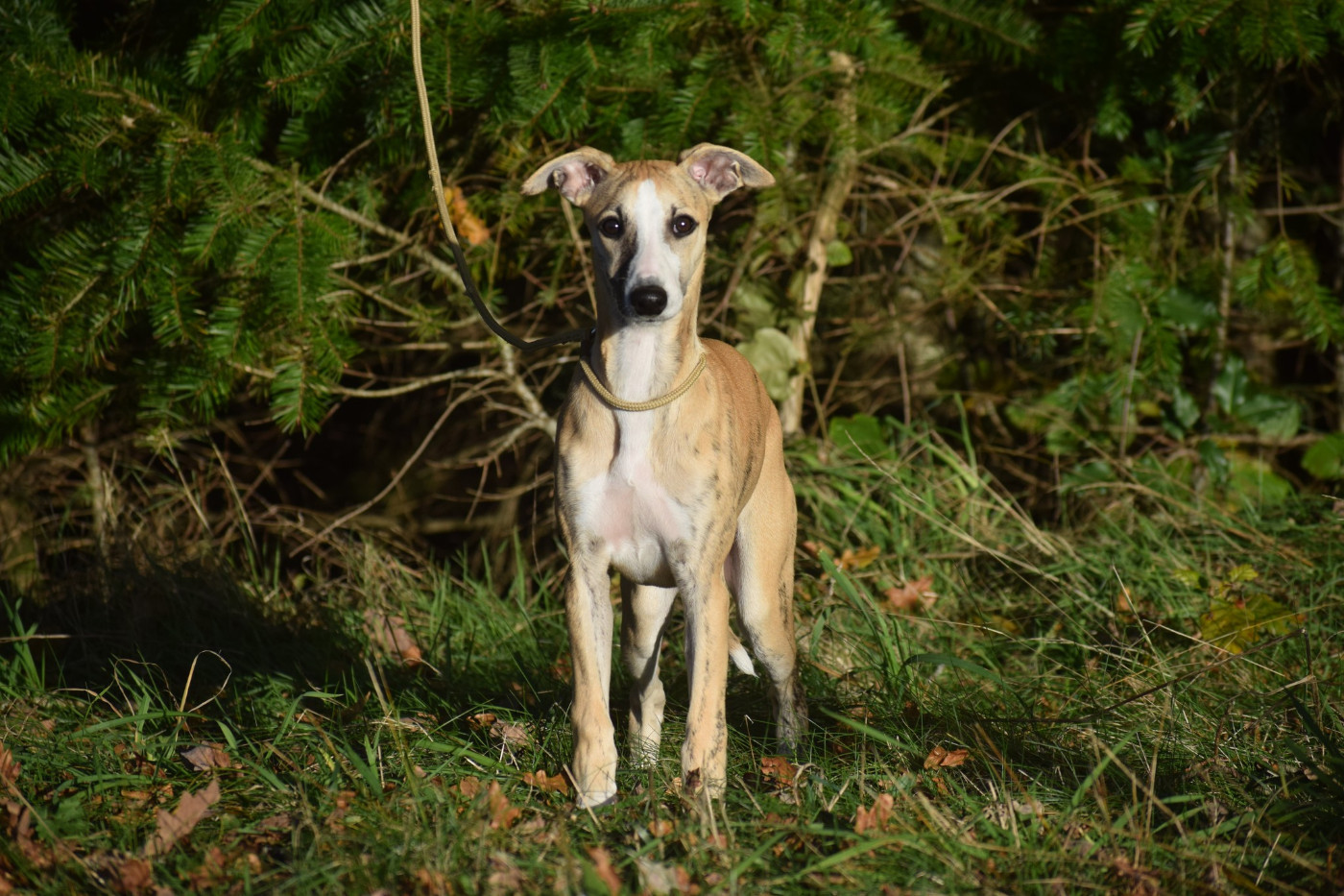 A Mon Etoile d'Ochretolievaltt