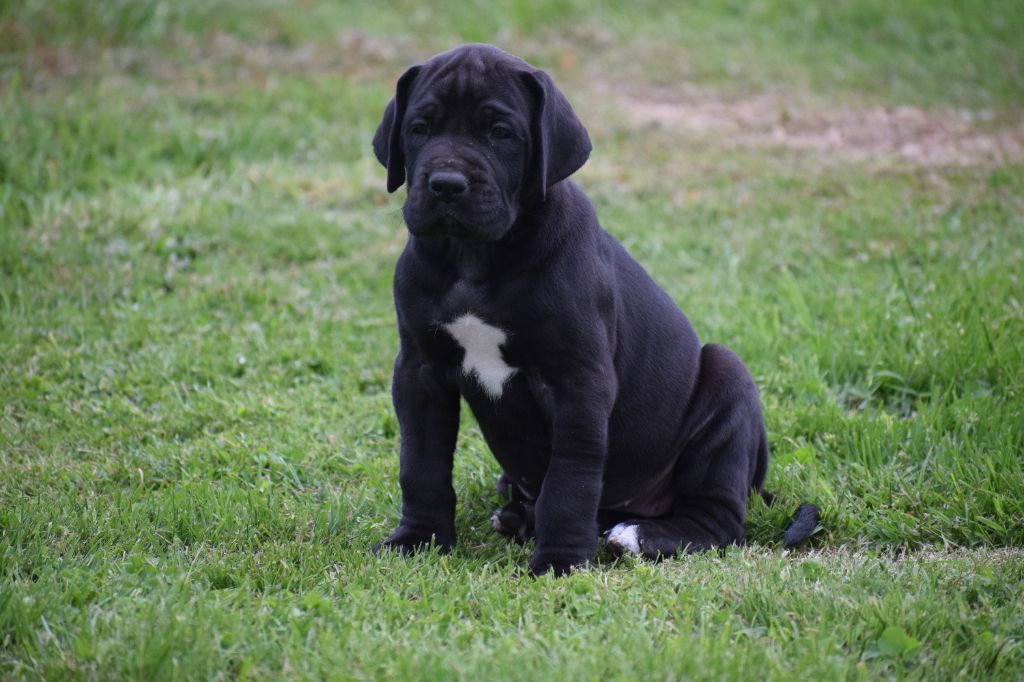 d'Ochretolievaltt - Chiots disponibles - Dogue allemand
