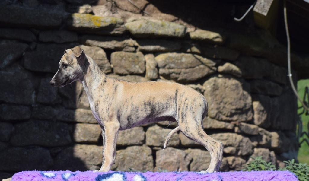 d'Ochretolievaltt - Chiots disponibles - Whippet
