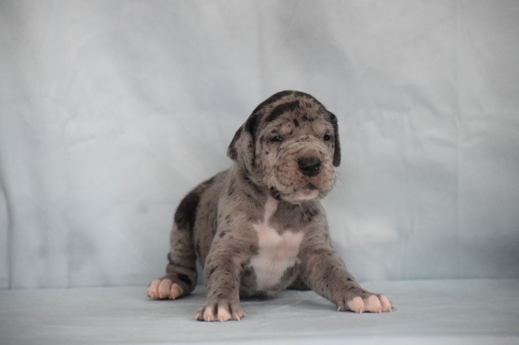 d'Ochretolievaltt - Chiots disponibles - Dogue allemand