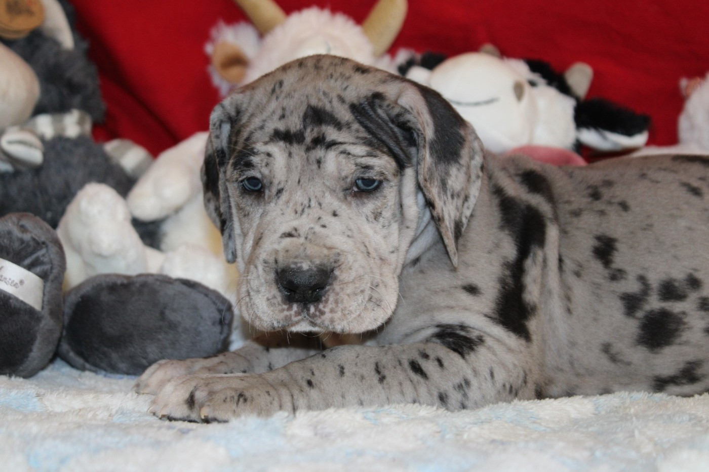 d'Ochretolievaltt - Chiots disponibles - Dogue allemand