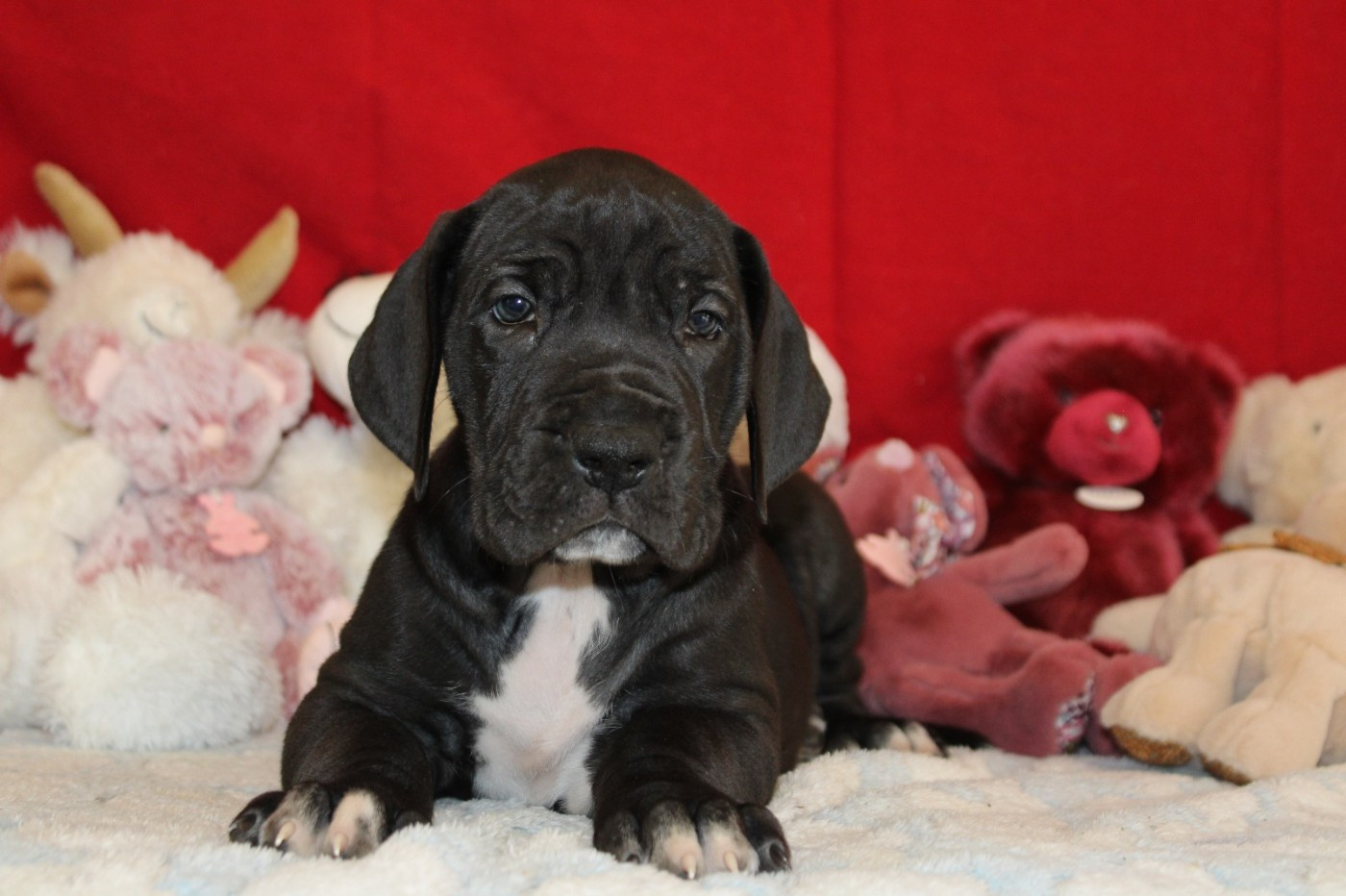 d'Ochretolievaltt - Chiots disponibles - Dogue allemand