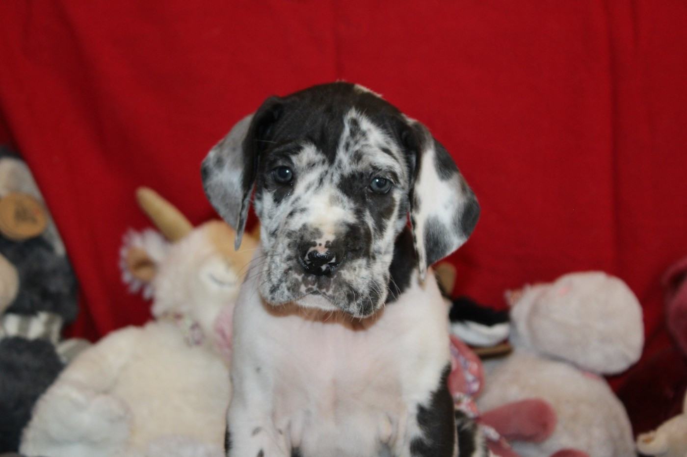 d'Ochretolievaltt - Chiots disponibles - Dogue allemand