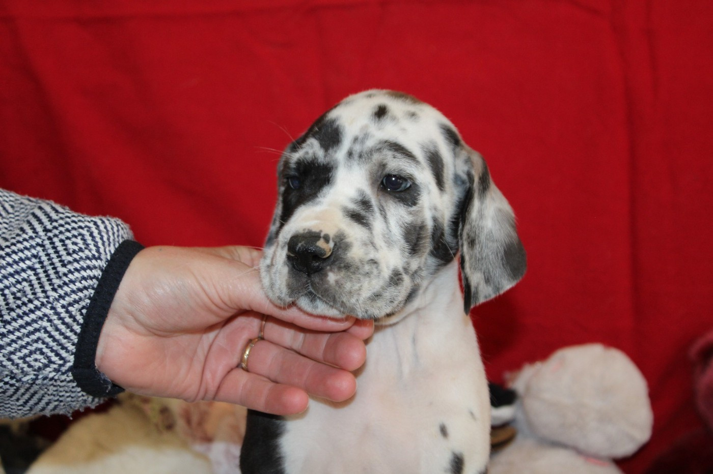 d'Ochretolievaltt - Chiots disponibles - Dogue allemand