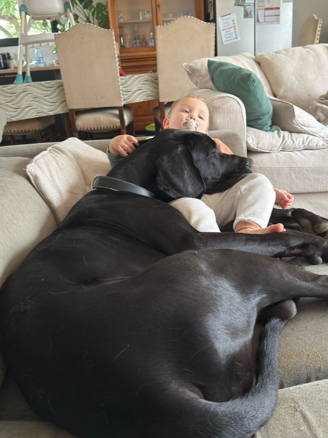 Chiot Dogue allemand d'Ochretolievaltt