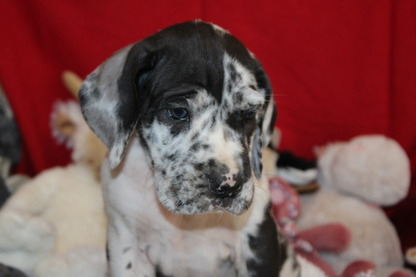 d'Ochretolievaltt - Chiots disponibles - Dogue allemand