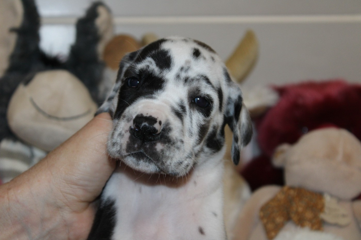 d'Ochretolievaltt - Chiots disponibles - Dogue allemand