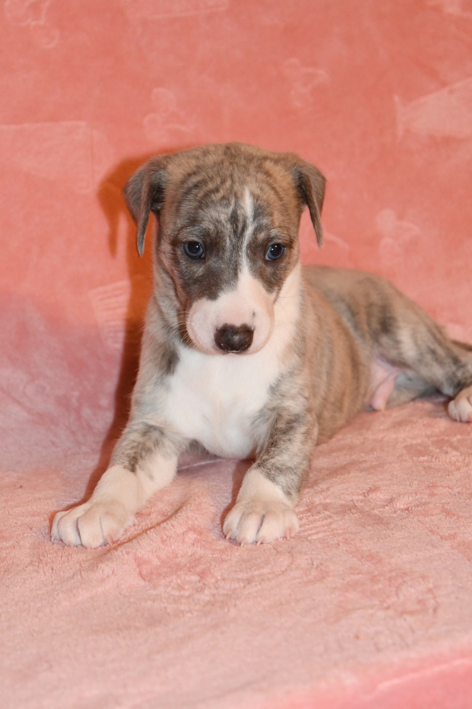 d'Ochretolievaltt - Chiots disponibles - Whippet