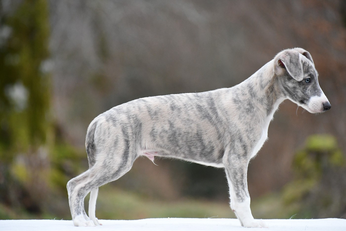 d'Ochretolievaltt - Chiots disponibles - Whippet
