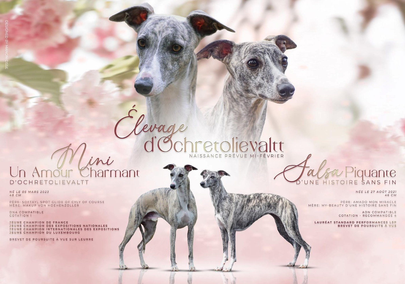 Chiot Whippet d'Ochretolievaltt