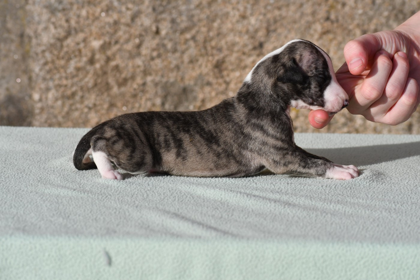 d'Ochretolievaltt - Chiots disponibles - Whippet