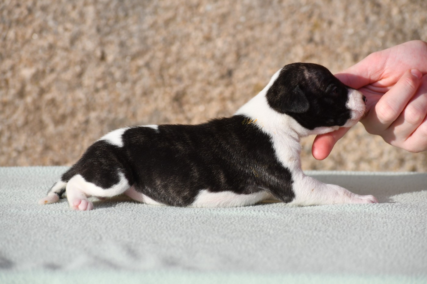 d'Ochretolievaltt - Chiots disponibles - Whippet