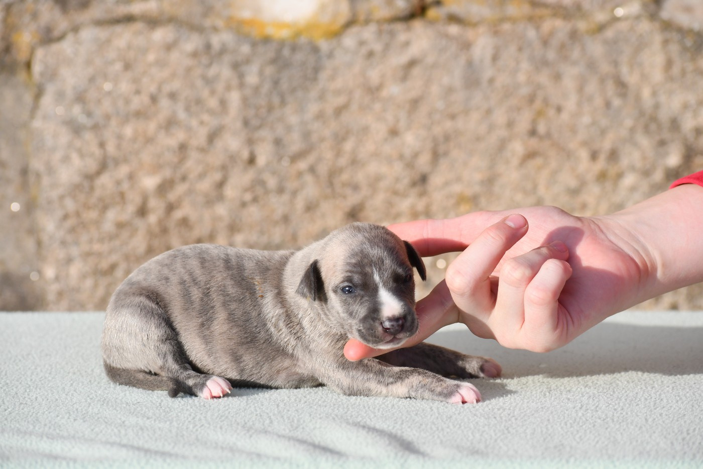 d'Ochretolievaltt - Chiots disponibles - Whippet