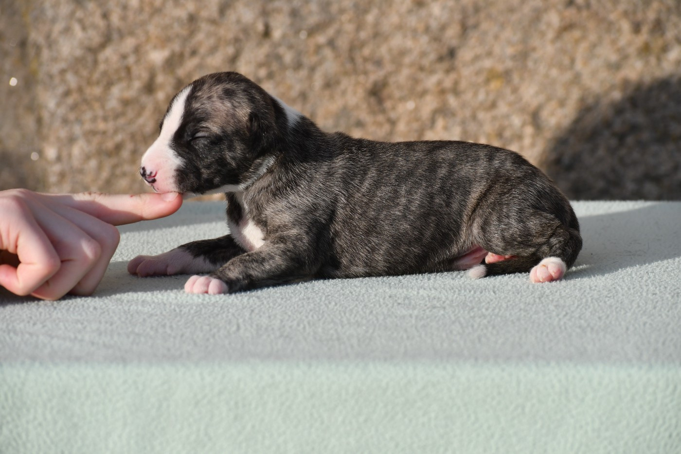 d'Ochretolievaltt - Chiots disponibles - Whippet