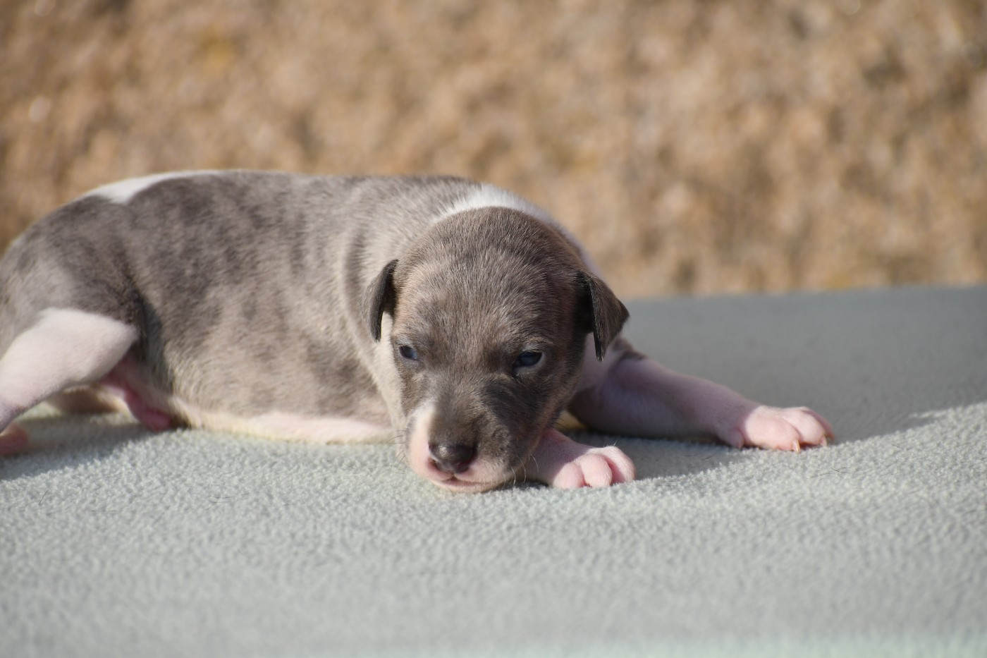 d'Ochretolievaltt - Chiots disponibles - Whippet