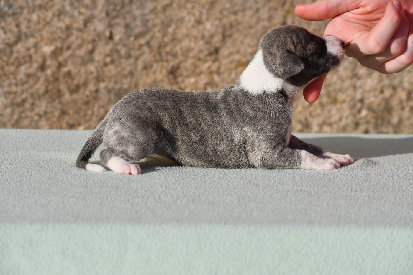 d'Ochretolievaltt - Chiots disponibles - Whippet