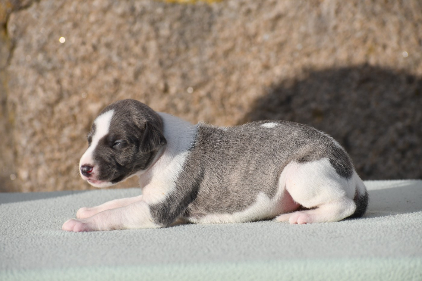 d'Ochretolievaltt - Chiots disponibles - Whippet