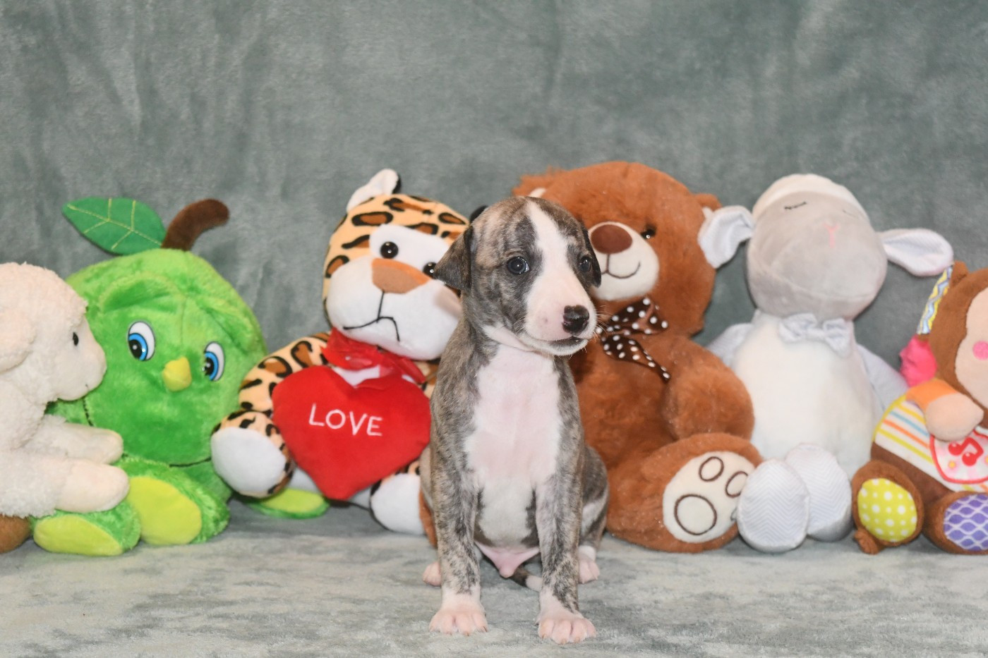 d'Ochretolievaltt - Chiots disponibles - Whippet