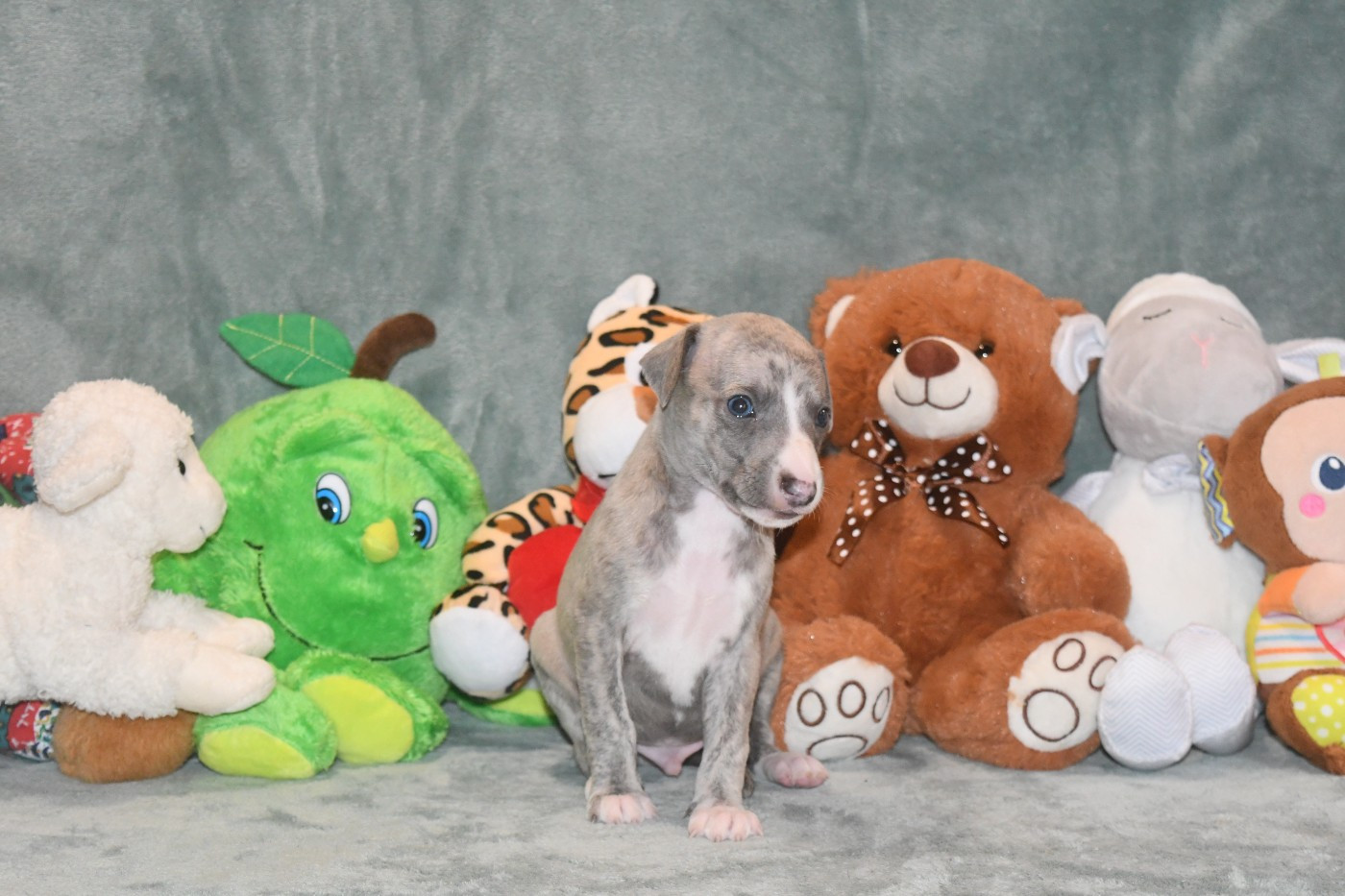 d'Ochretolievaltt - Chiots disponibles - Whippet