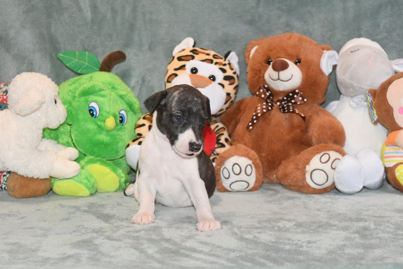 d'Ochretolievaltt - Chiots disponibles - Whippet