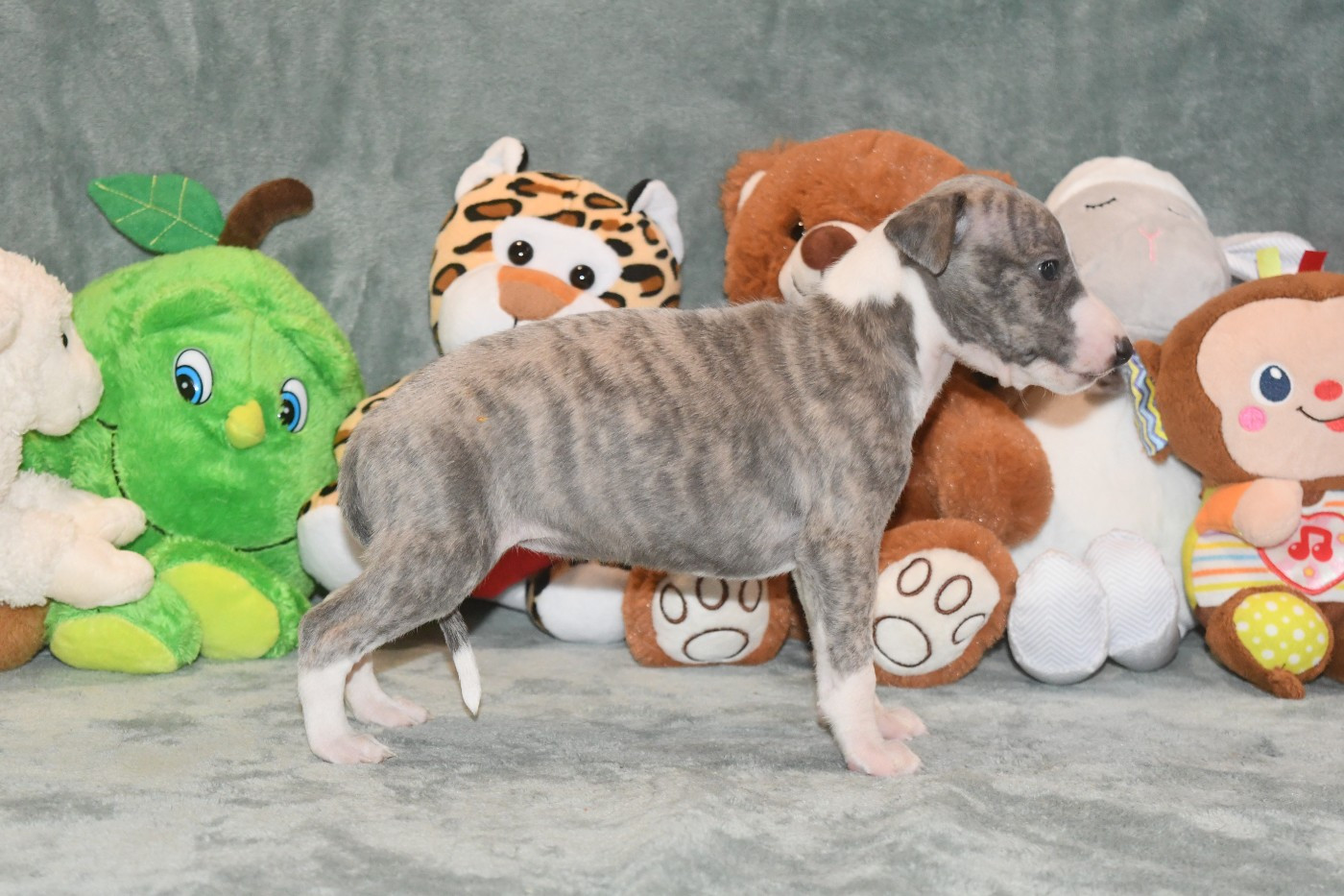 d'Ochretolievaltt - Chiots disponibles - Whippet