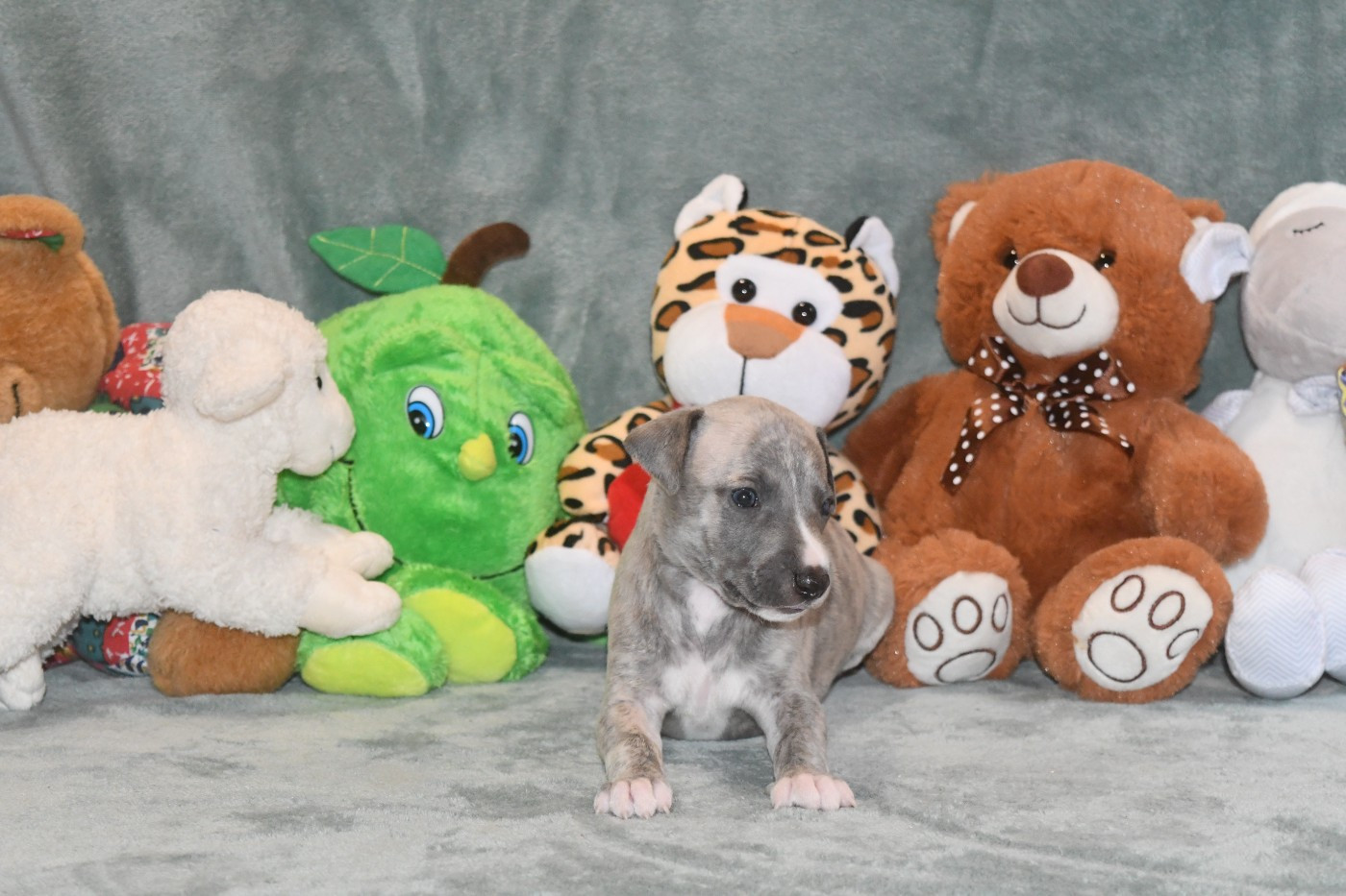 d'Ochretolievaltt - Chiots disponibles - Whippet