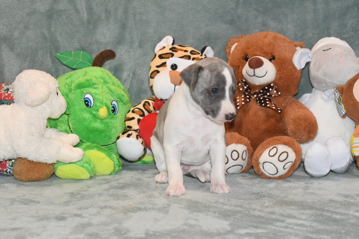 d'Ochretolievaltt - Chiots disponibles - Whippet