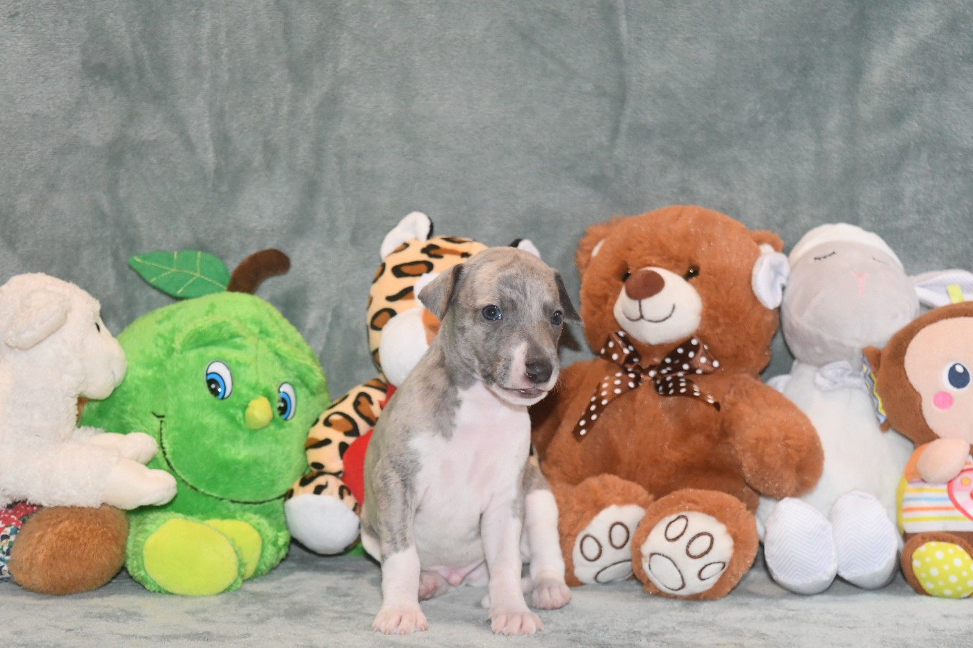 d'Ochretolievaltt - Chiots disponibles - Whippet