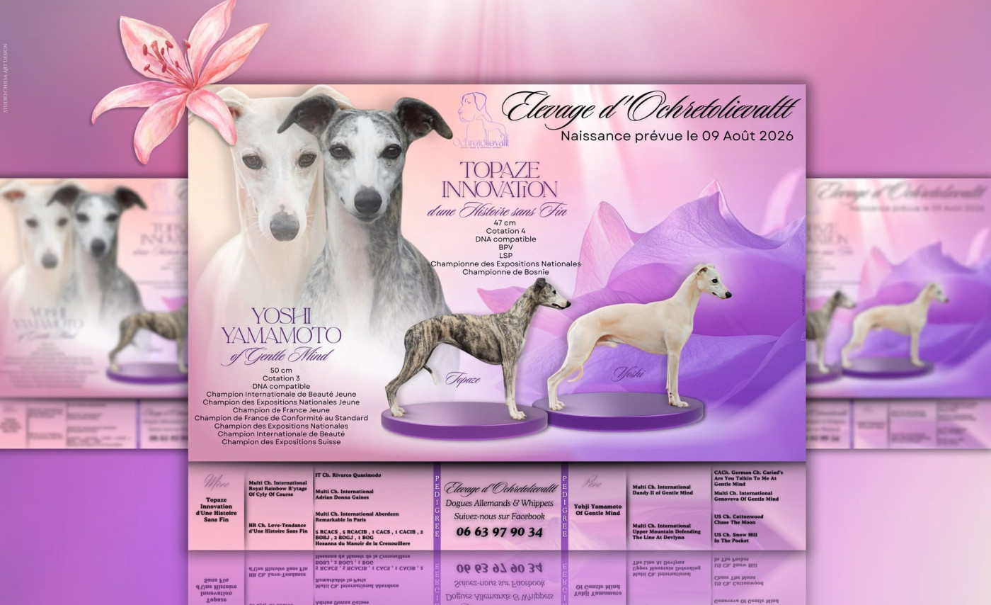 Chiot Whippet d'Ochretolievaltt