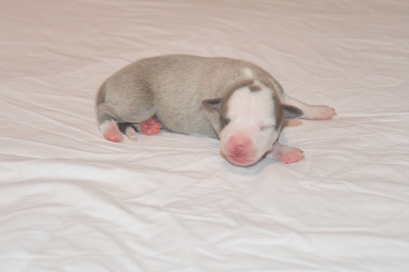 d'Ochretolievaltt - Chiots disponibles - Whippet