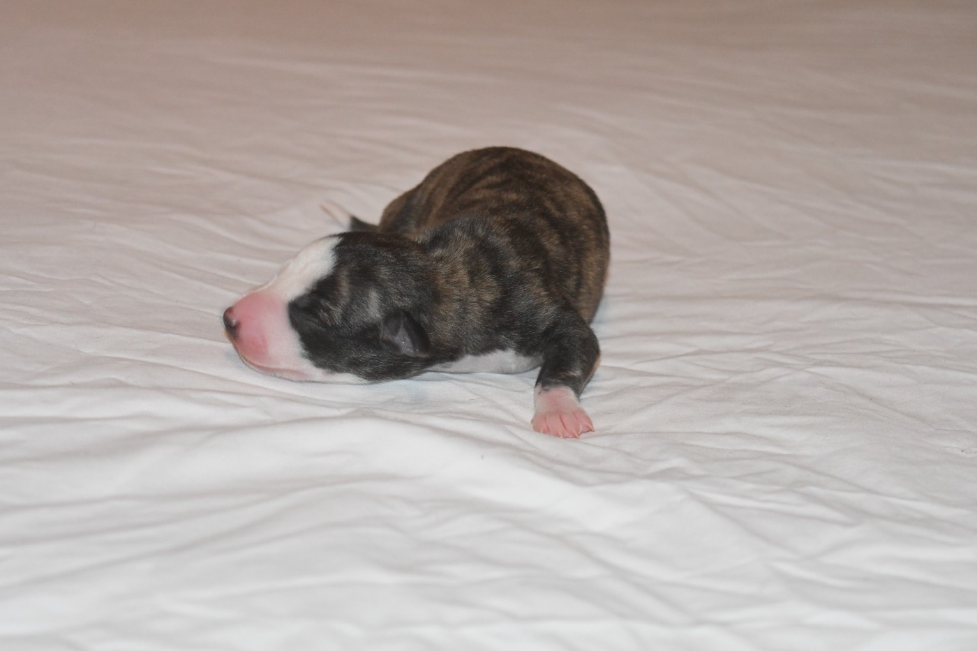 d'Ochretolievaltt - Chiots disponibles - Whippet