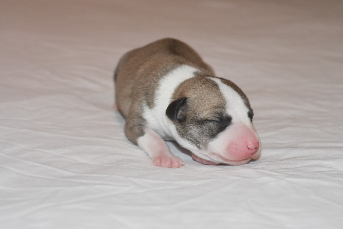 d'Ochretolievaltt - Chiots disponibles - Whippet