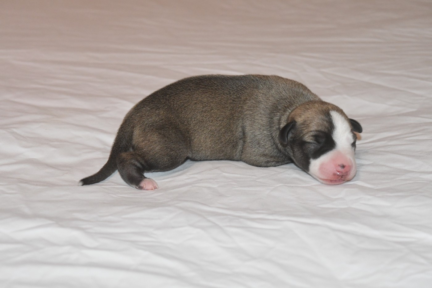 d'Ochretolievaltt - Chiots disponibles - Whippet