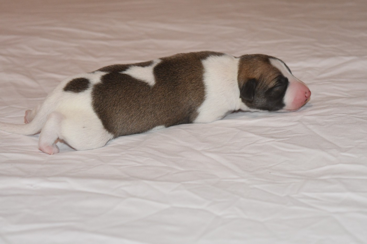 d'Ochretolievaltt - Chiots disponibles - Whippet