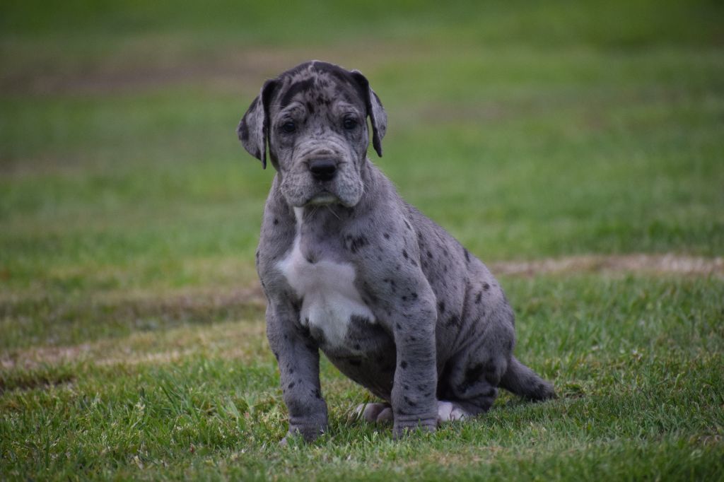 d'Ochretolievaltt - Chiots disponibles - Dogue allemand
