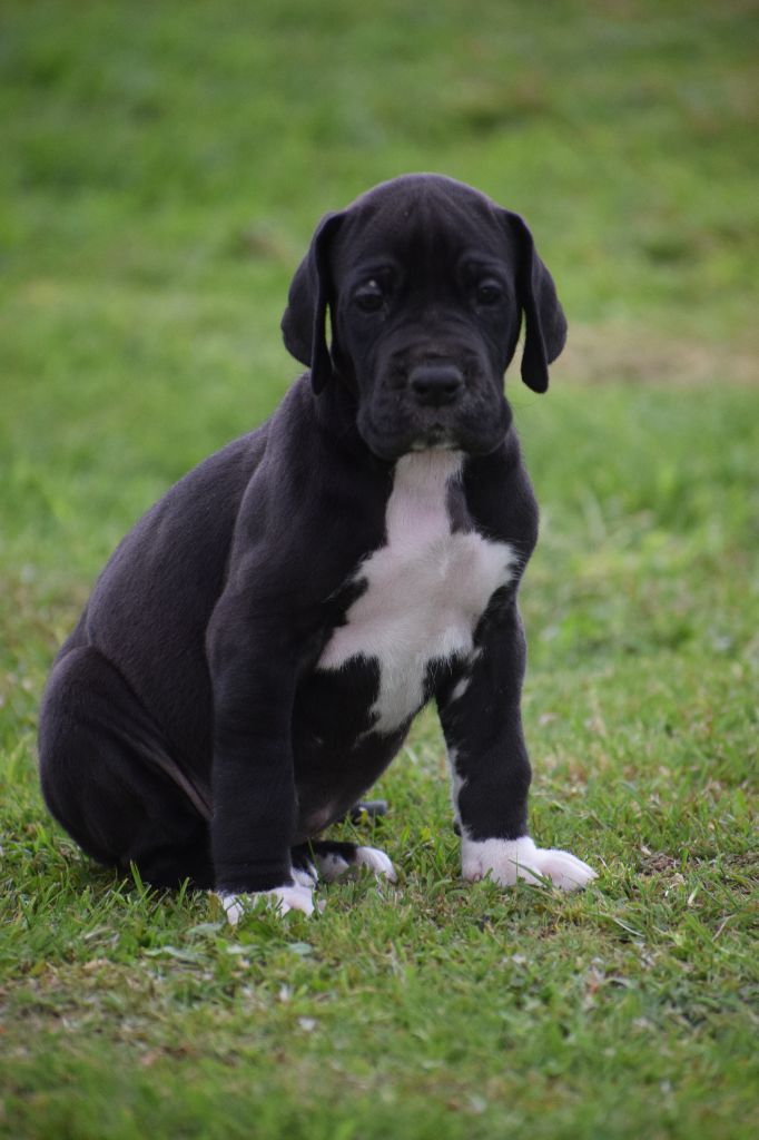 d'Ochretolievaltt - Chiots disponibles - Dogue allemand