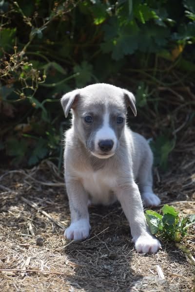 d'Ochretolievaltt - Chiots disponibles - Whippet