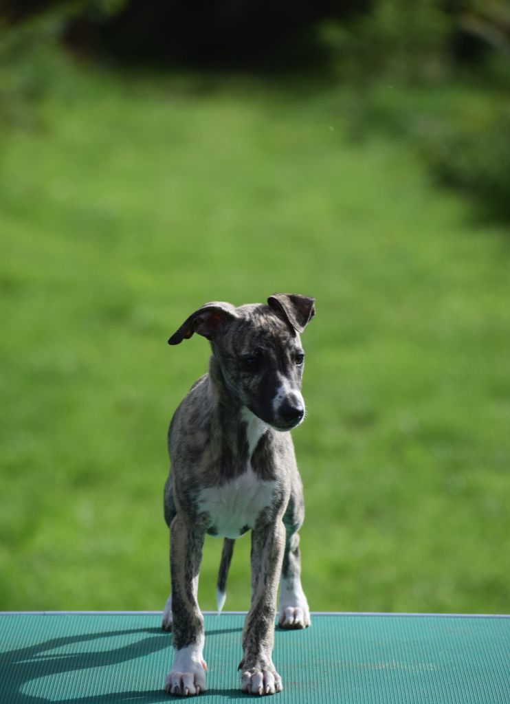 d'Ochretolievaltt - Chiots disponibles - Whippet
